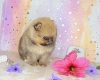 Romeo bear 🐻 , a male Pomeranian for sale in Los Angeles, CA – 2 of 4