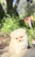 Tiny sunshine , a male Pomeranian for sale in Los Angeles, CA – 2 of 4