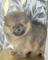 Best in show boo, a male Pomeranian for sale in Los Angeles, CA – Photo 3 of 4