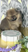 Best in show boo, a male Pomeranian for sale in Los Angeles, CA – Photo 4 of 4