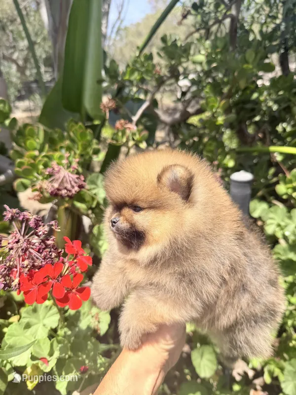 Best in show boo – Pomeranian puppy for sale in Los Angeles, CA