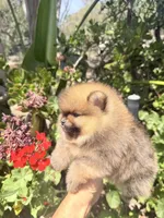 Best in show boo, a male Pomeranian for sale in Los Angeles, CA – Photo 1 of 4