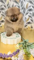 Best in show boo, a male Pomeranian for sale in Los Angeles, CA – Photo 2 of 4