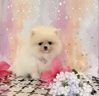 Baby doll 💖, a female Pomeranian for sale in Los Angeles, CA – 3 of 3