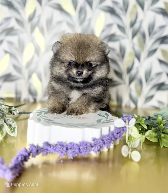 Very tiny Sable baby girl  – Pomeranian puppy for sale in Los Angeles, CA