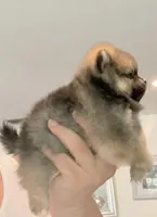 Very tiny Sable baby girl , a female Pomeranian for sale in Los Angeles, CA – Photo 3 of 3