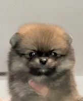Very tiny Sable baby girl , a female Pomeranian for sale in Los Angeles, CA – Photo 2 of 3