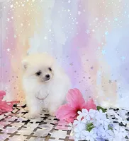 Super tiny Lilly 🤍, a female Pomeranian for sale in Los Angeles, CA – 2 of 2