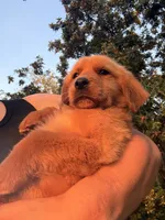 Golden boy , a female Golden Retriever for sale in Los Angeles, CA – 2 of 4
