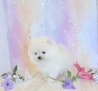 Pedal 🌺 , a female Pomeranian for sale in Los Angeles, CA – 4 of 6