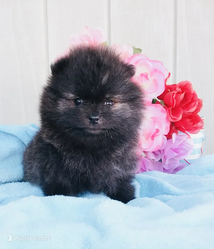 AKC Brindle boy  – Pomeranian puppy for sale in Los Angeles, CA