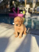 Golden girl 🌻🐾, a female Golden Retriever for sale in Los Angeles, CA – 4 of 4