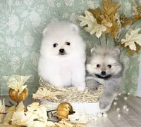 Icy bear 🐻‍❄️, a male Pomeranian for sale in Los Angeles, CA – 2 of 3