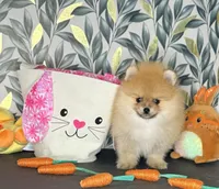 AKC boo teddy girl, a female Pomeranian for sale in Los Angeles, CA – Photo 4 of 6