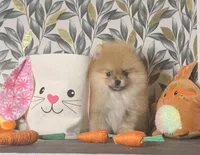 AKC boo teddy girl, a female Pomeranian for sale in Los Angeles, CA – Photo 5 of 6