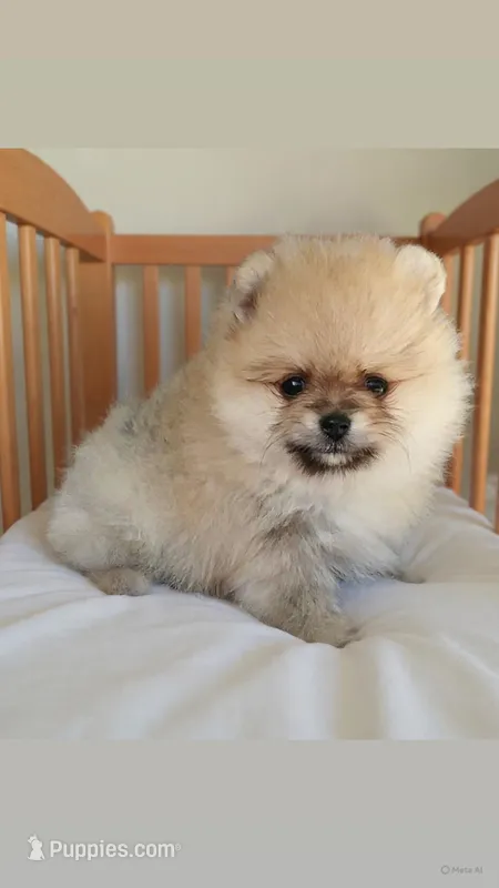 AKC cream sable bear  – Pomeranian puppy for sale in Los Angeles, CA