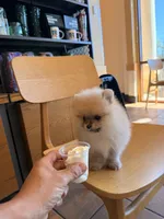 AKC boo teddy girl, a female Pomeranian for sale in Los Angeles, CA – Photo 6 of 6