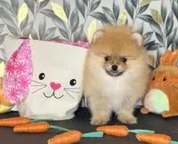 AKC boo teddy girl, a female Pomeranian for sale in Los Angeles, CA – Photo 3 of 6