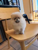 AKC boo teddy girl, a female Pomeranian for sale in Los Angeles, CA – Photo 2 of 6