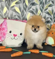 AKC boo teddy girl, a female Pomeranian for sale in Los Angeles, CA – Photo 1 of 6