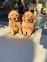Golden boy 🐕, a male Golden Retriever for sale in Los Angeles, CA – 2 of 4