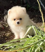 Sunshine boy , a male Pomeranian for sale in Los Angeles, CA – 1 of 3