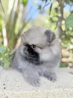Tiny wolfie, a male Pomeranian for sale in Los Angeles, CA – 2 of 4
