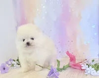 Pedal 🌺 , a female Pomeranian for sale in Los Angeles, CA – 6 of 6