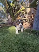 Atta boy , a male Beagle for sale in Los Angeles, CA – 4 of 4