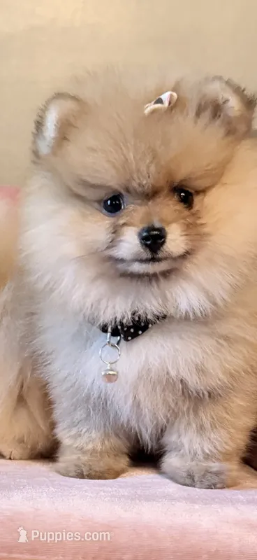 AKC Rose 🌹 bear – Pomeranian puppy for sale in Los Angeles, CA