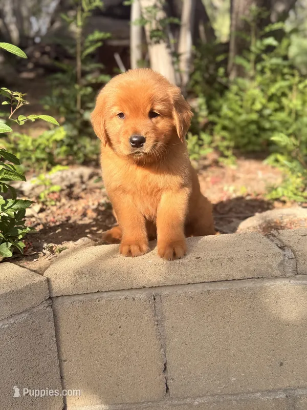 Golden boy  – Golden Retriever puppy for sale in Los Angeles, CA