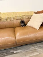 Teny tiny Jazmin 💜, a female Pomeranian for sale in Los Angeles, CA – 3 of 3