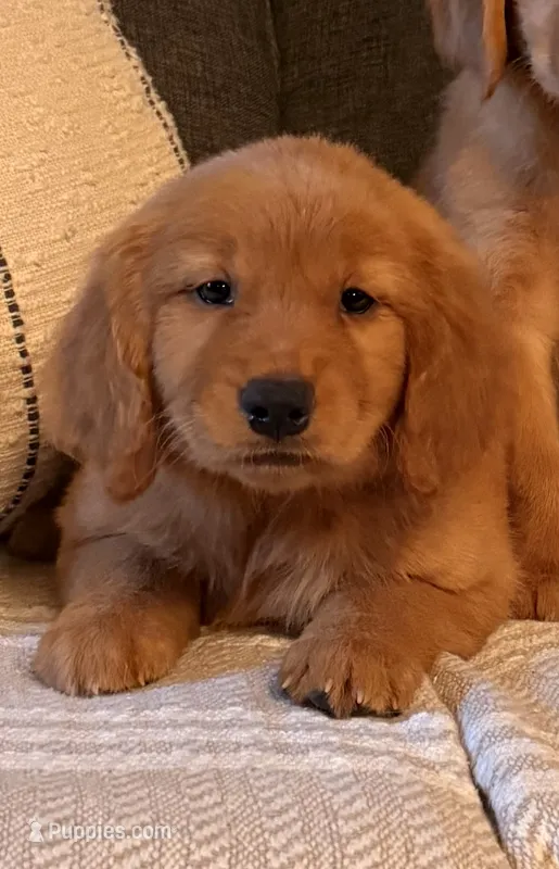 Golden girl – Golden Retriever puppy for sale in Los Angeles, CA