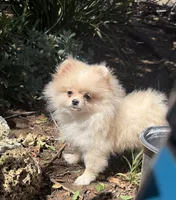 Pooh bear 🐻 🍯 , a male Pomeranian for sale in Los Angeles, CA – 3 of 5
