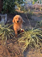 Golden boy , a female Golden Retriever for sale in Los Angeles, CA – 4 of 4