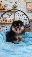 AKC black and tan yogi, a male Pomeranian for sale in Los Angeles, CA – 2 of 2
