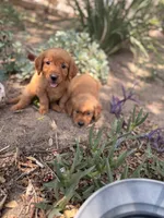 Golden girl, a female Golden Retriever for sale in Los Angeles, CA – 2 of 3