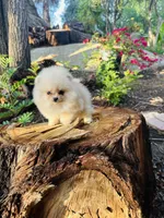 AKC gold nugget , a male Pomeranian for sale in Los Angeles, CA – Photo 3 of 3