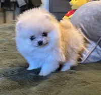 AKC gold nugget , a male Pomeranian for sale in Los Angeles, CA – Photo 2 of 3