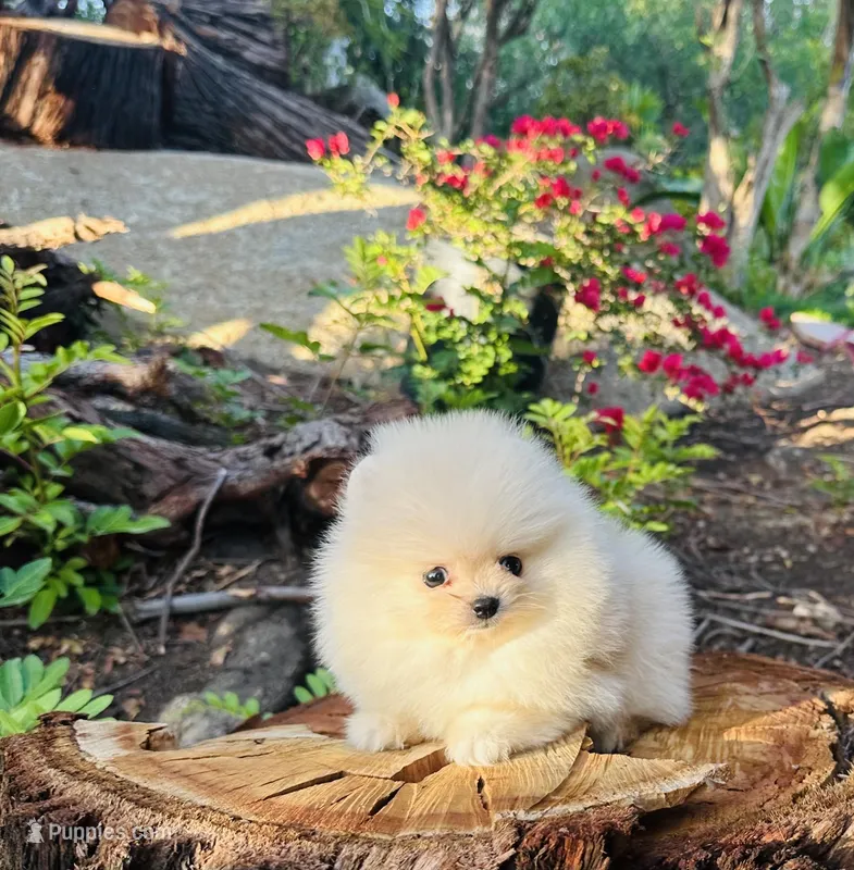 AKC gold nugget  – Pomeranian puppy for sale in Los Angeles, CA