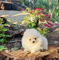 AKC gold nugget , a male Pomeranian for sale in Los Angeles, CA – Photo 1 of 3