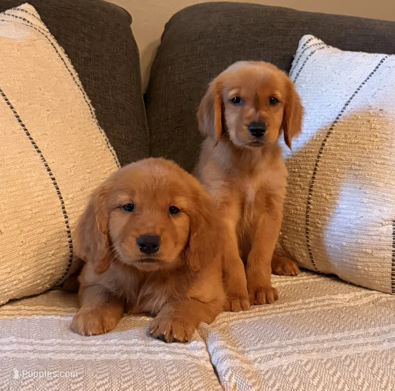 Golden girl – Golden Retriever puppy for sale in Los Angeles, CA