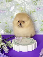 Boo bear teddy Pom , a male Pomeranian for sale in Los Angeles, CA – 2 of 3