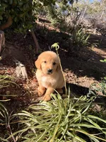 Light Golden boy , a male Golden Retriever for sale in Los Angeles, CA – 5 of 9