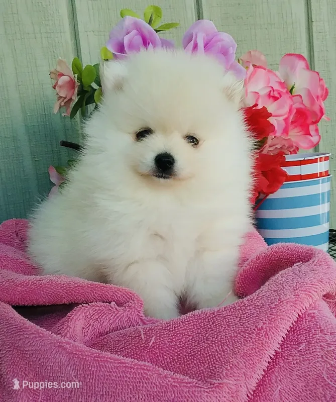 AKC white Pom boy  – Pomeranian puppy for sale in Los Angeles, CA
