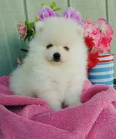 AKC white Pom boy , a male Pomeranian for sale in Los Angeles, CA – 1 of 4