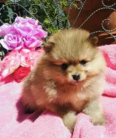AKC happy boy , a male Pomeranian for sale in Los Angeles, CA – 2 of 3