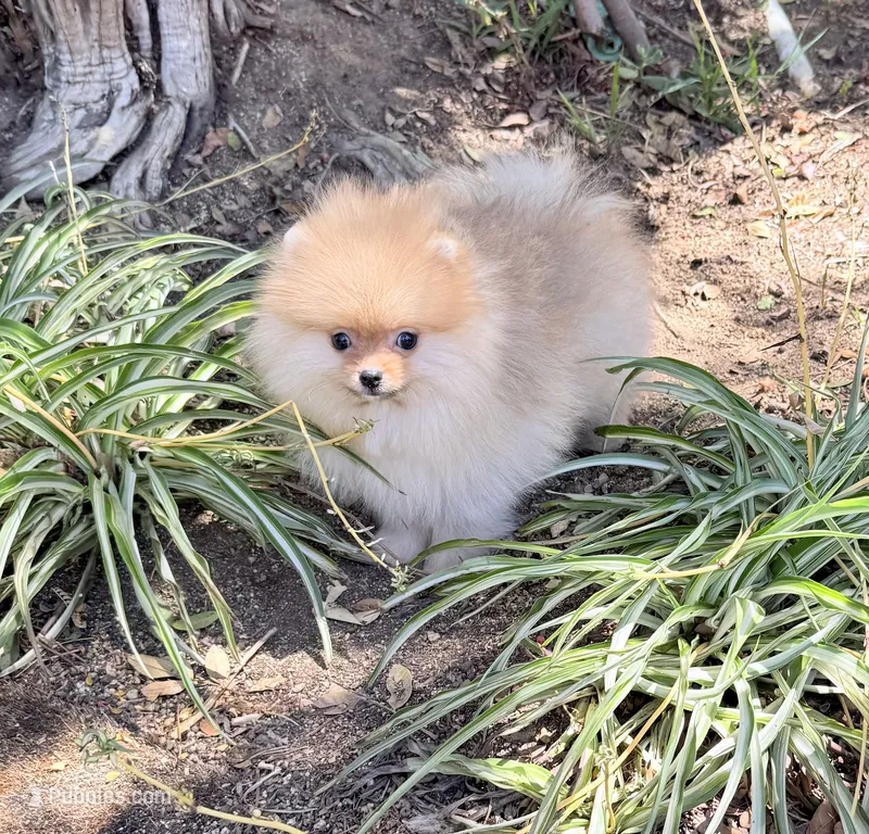 Boo bear teddy Pom  – Pomeranian puppy for sale in Los Angeles, CA