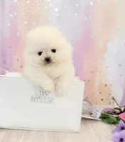 Pedal 🌺 , a female Pomeranian for sale in Los Angeles, CA – 5 of 6