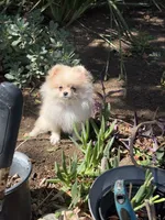 Pooh bear 🐻 🍯 , a male Pomeranian for sale in Los Angeles, CA – 5 of 5